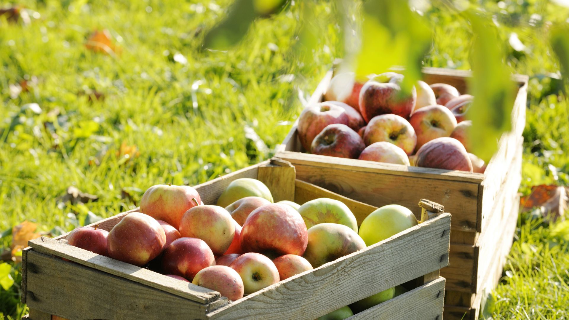 Chiemgau: apple crates on a farm