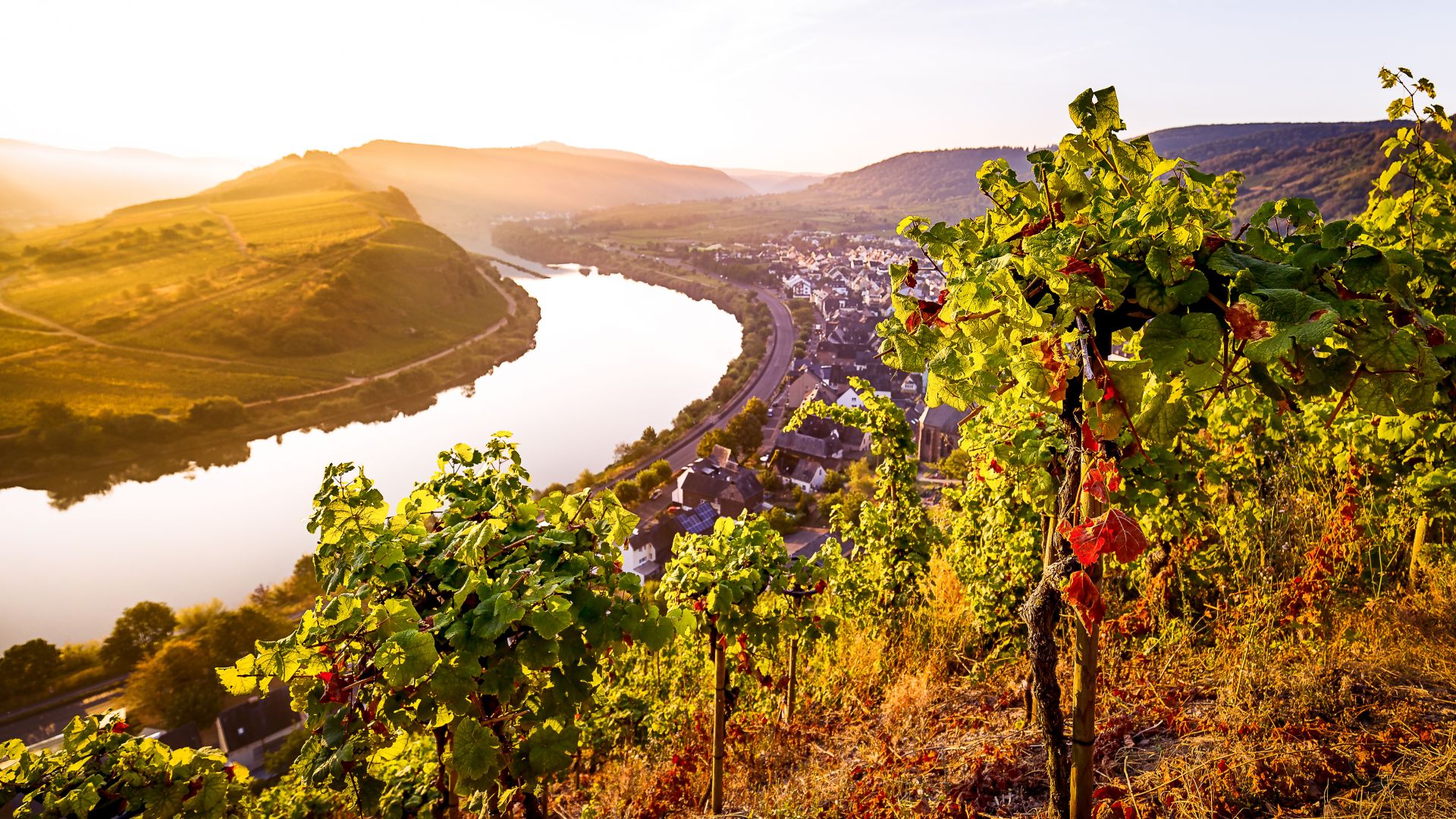 Bremm: Sunrise over the vineyards on the Moselle loop