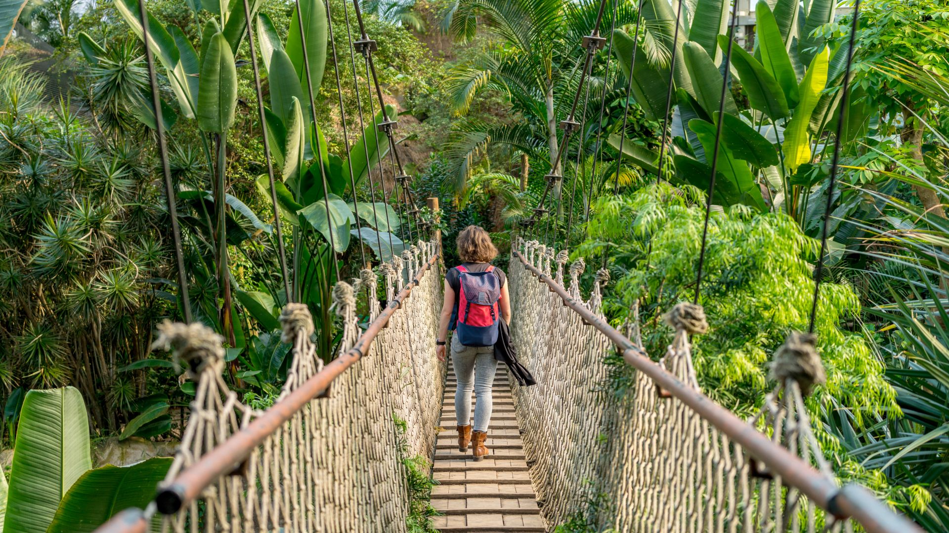 Leipzig: Suspension bridge in the tropical forest of the Leipzig Zoo