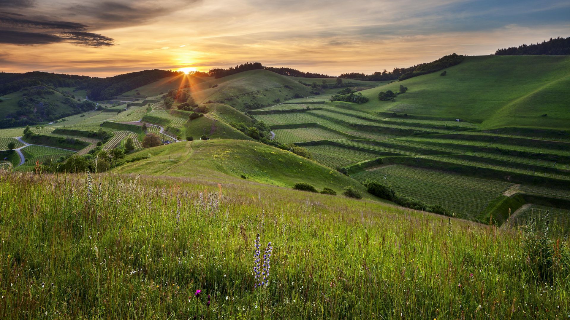 Vogtsburg im Kaiserstuhl: sunrise over hills