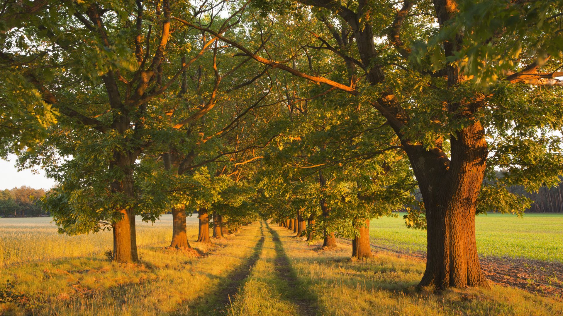 Brandenburg: Red Oak Avenue in Niederlausitz