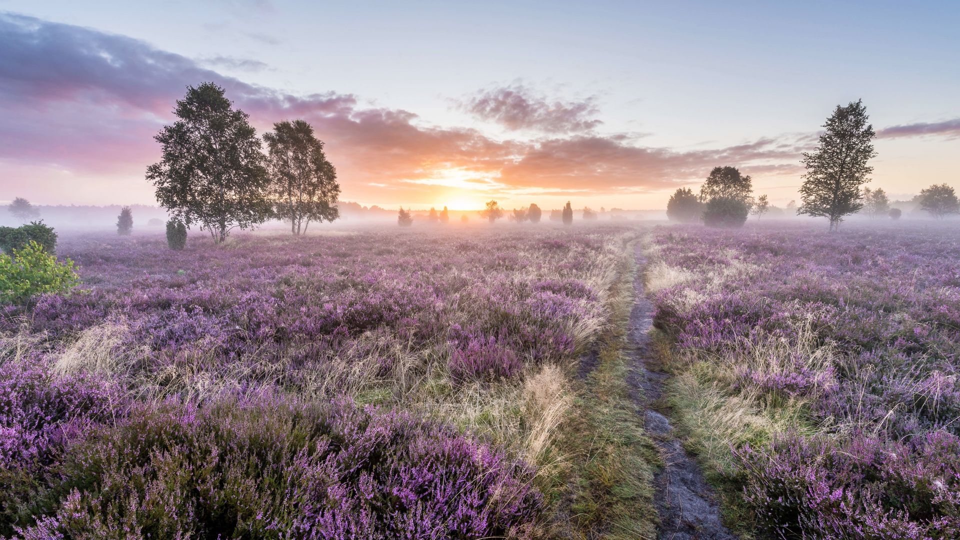 Lüneburg: Lüneburger Heide in der Blütezeit