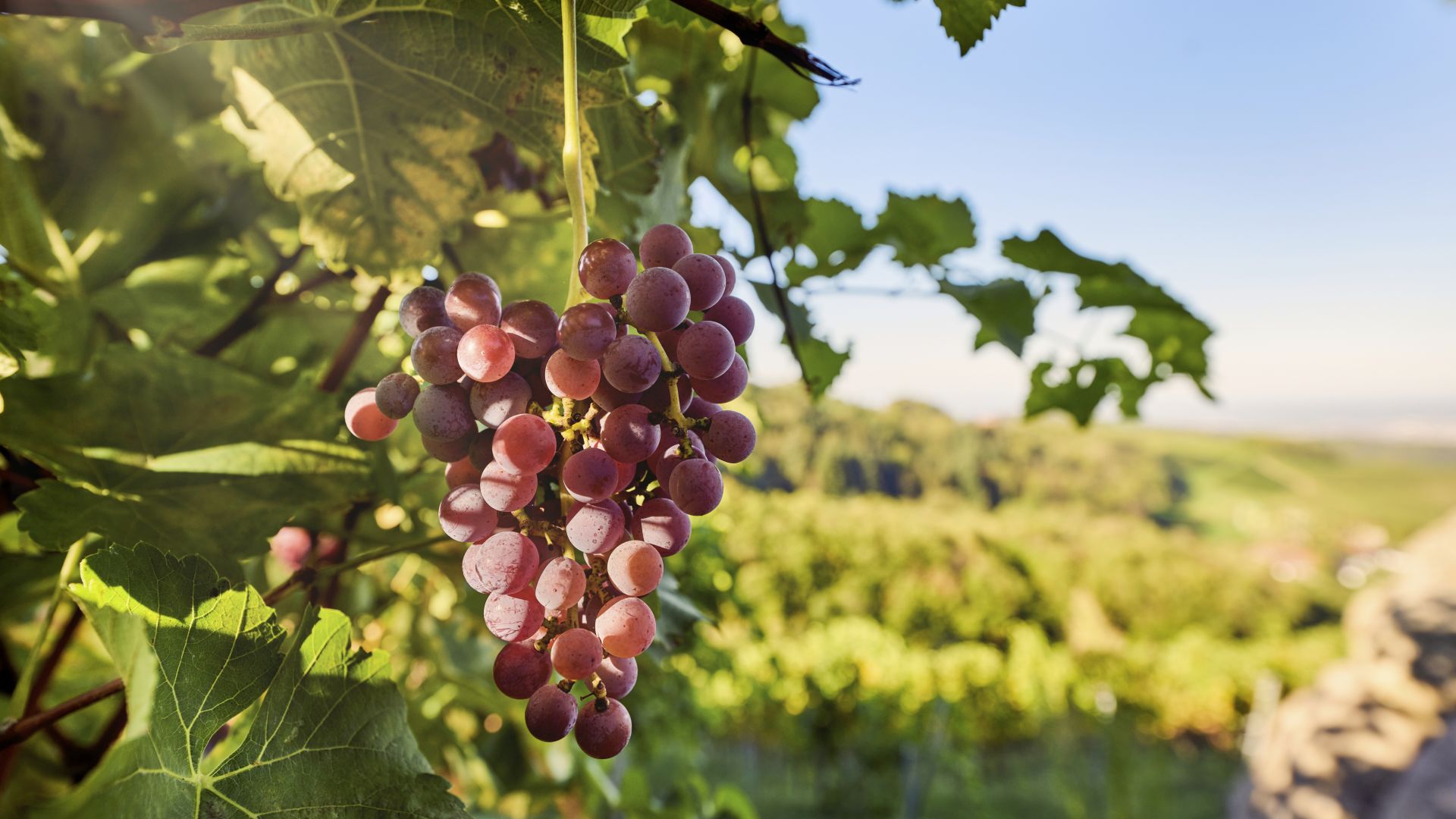 Sasbachwalden: Vines